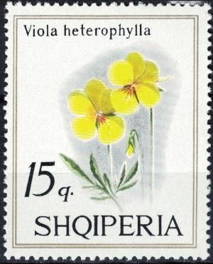 Colnect-5562-957-Yellow-Violet-Viola-maculata.jpg