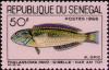 Colnect-1990-859-Peacock-Wrasse-Thalassoma-pavo.jpg