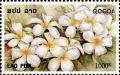 Colnect-2428-602-White-flowers.jpg