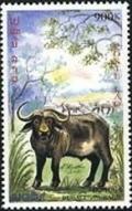 Colnect-2490-243-Domestic-Asian-Water-Buffalo-Bubalus-bubalis.jpg