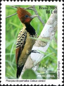 Colnect-464-100-Kaempfer--s-Woodpecker-Celeus-obrieni.jpg