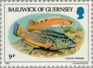 Colnect-125-900-Cuckoo-Wrasse-Labrus-mixtus.jpg