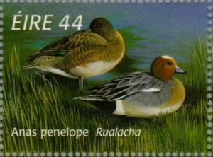 Colnect-129-348-Eurasian-Wigeon-Anas-penelope-.jpg