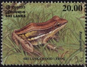 Colnect-2538-793-Sri-Lanka-Wood-Frog-Rana-gracilis.jpg