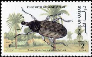 Colnect-4169-087-Pinstriped-Ground-Weevil-Ammocleonus-aschabadensis.jpg