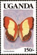 Colnect-4282-016-Becker-s-Creamy-Yellow-Glider-Cymothoe-beckeri.jpg