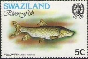 Colnect-2927-541-Kwazulu-natal-Yellowfish-Barbus-natalensis.jpg