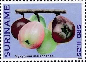 Colnect-4090-049-Syzygium-malaccense.jpg