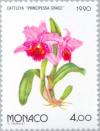 Colnect-149-408-Orchid--Principessa-Grace-.jpg