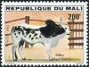 Colnect-2273-556-Peul-Sambourou-Zebu-Bos-primigenius-indicus.jpg