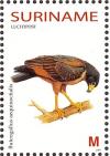 Colnect-3837-062-Rufous-Crab-Hawk%C2%A0%C2%A0%C2%A0%C2%A0Buteogallus-aequinoctialis.jpg