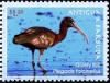 Colnect-4124-589-Glossy-Ibis%C2%A0%C2%A0%C2%A0%C2%A0Plegadis-falcinellus.jpg