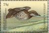 Colnect-4198-412-Marbled-Murrelet%C2%A0%C2%A0%C2%A0%C2%A0Brachyramphus-marmoratus.jpg