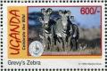 Colnect-1713-474-Grevy%E2%80%99s-Zebra-Equus-grevyi.jpg