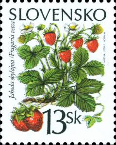 Common-Strawberry---Fragaria-vesca.jpg