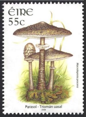 Colnect-1325-636-Parasol---Macrolepiota-procera.jpg