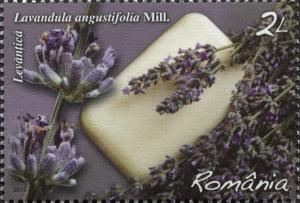 Colnect-2915-328-Lavender--Lavandula-angustifolia.jpg