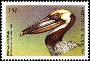 Colnect-4105-356-Brown-Pelican%C2%A0%C2%A0%C2%A0%C2%A0Pelecanus-occidentalis.jpg