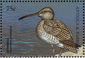 Colnect-4198-425-Whimbrel%C2%A0%C2%A0%C2%A0%C2%A0Numenius-phaeopus.jpg