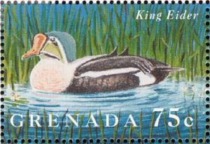 Colnect-4569-519-King-Eider----Somateria-spectabilis.jpg