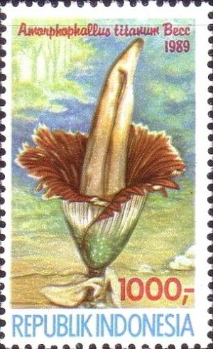 Colnect-955-838-Titan-Arum---Amorphophallus-titanum.jpg