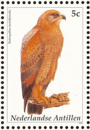 Colnect-965-446-Savanna-Hawk%C2%A0Buteogallus-meridionalis.jpg