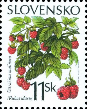 Wild-raspberry---Rubus-idaeus.jpg