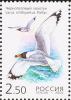 Colnect-1088-225-Pallas-s-Gull%C2%A0Ichthyaetus-ichthyaetus-%C2%A0.jpg