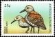 Colnect-4105-357-Dunlin%C2%A0%C2%A0%C2%A0%C2%A0Calidris-alpina.jpg