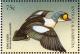 Colnect-4198-406-King-Eider%C2%A0%C2%A0%C2%A0%C2%A0Somateria-spectabilis.jpg